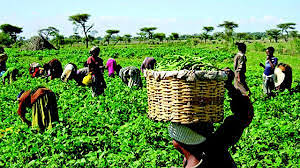 Another 12,000 Farmers To Benefit From CBN’s Anchor Borrowers Scheme