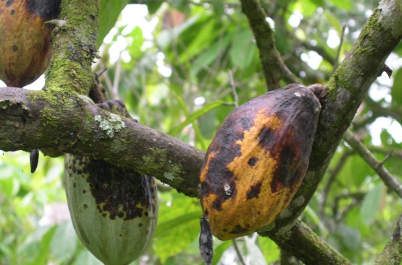 Nigeria Cocoa Output Down by 18% As Rains Spread Pod Disease