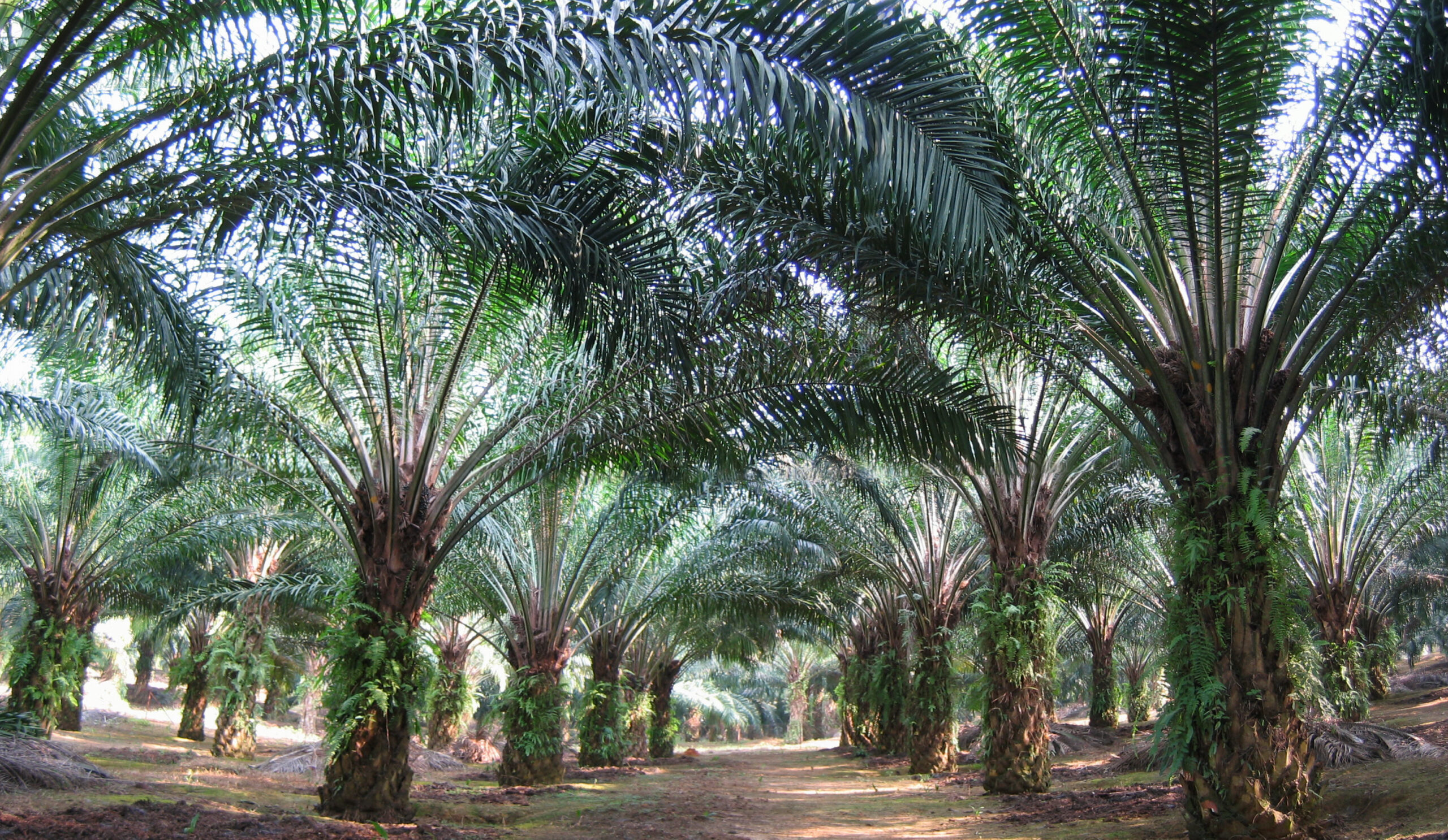 Ogun, CBN Partner To Boost Oil Palm Production
