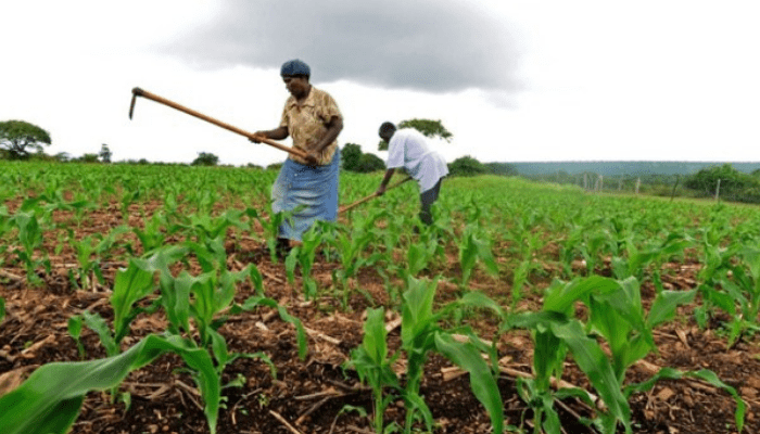 COVID-19: US Donates $3m Grants For Food Security In Nigeria