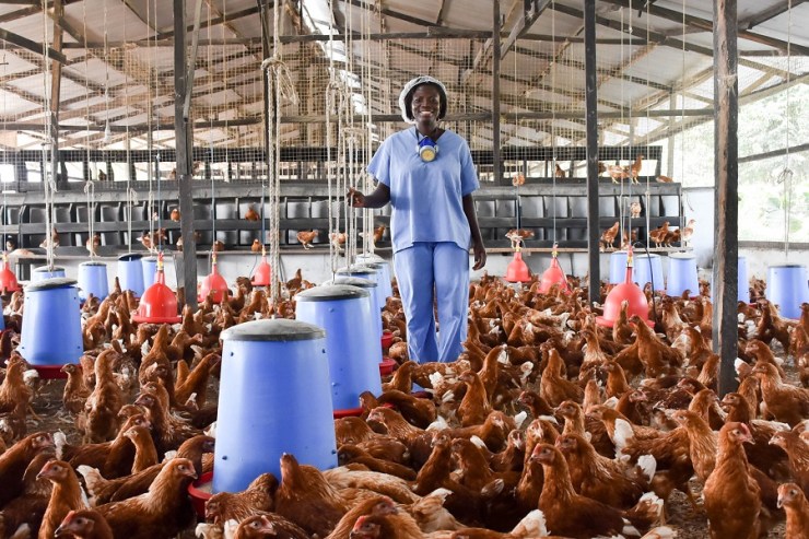 Lagos To Empower Over 3000 Farmers In Poultry, Piggery, Fisheries