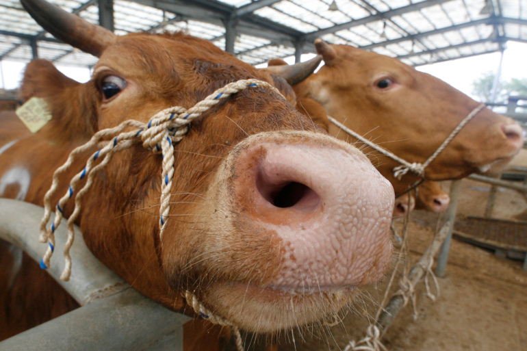 Brazil Suspends Beef Export To China Over Mad Cow Disease Cases